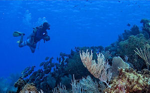 Cozumel Scuba Certified